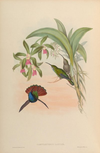 Campylopterus falcatus by John Gould